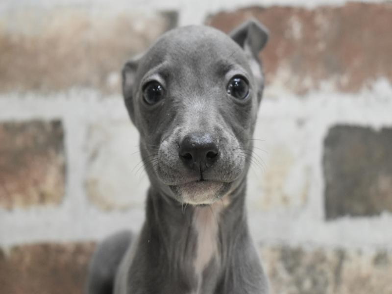 愛知県のイタリアングレーハウンド (ワンラブ名古屋守山インター総本店/2025年10月21日生まれ/女の子/ブルーホワイト)の子犬の1枚目の画像