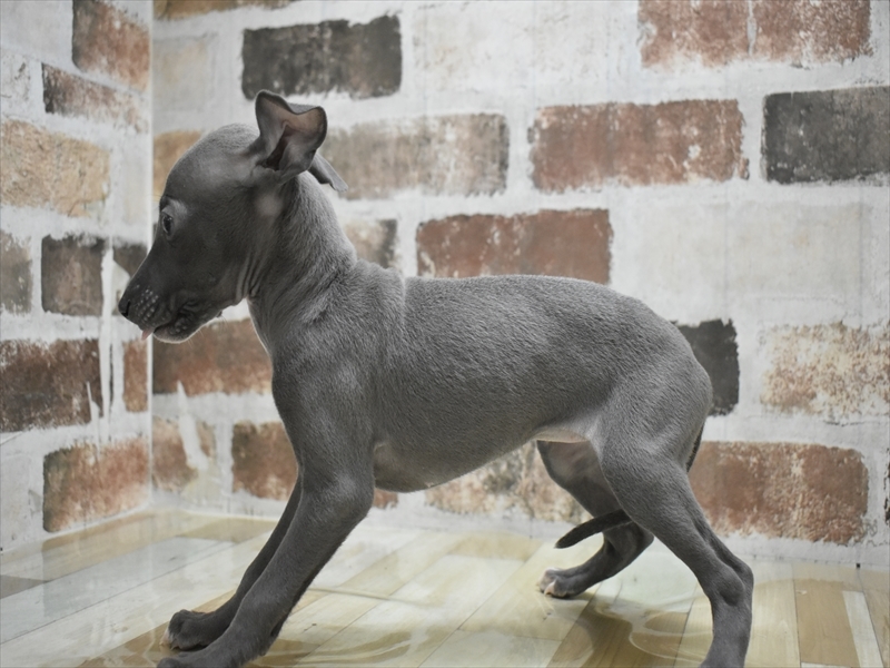 愛知県のイタリアングレーハウンド (ワンラブ名古屋守山インター総本店/2025年10月21日生まれ/女の子/ブルーホワイト)の子犬の3枚目の画像