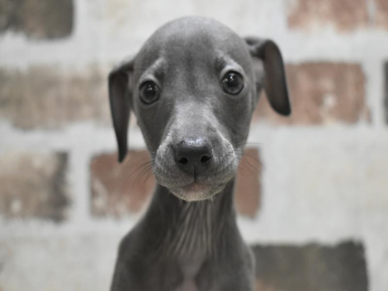 愛知県のイタリアングレーハウンド (ワンラブ名古屋守山インター総本店/2025年10月21日生まれ/女の子/ブルーホワイト)の子犬の1枚目の画像