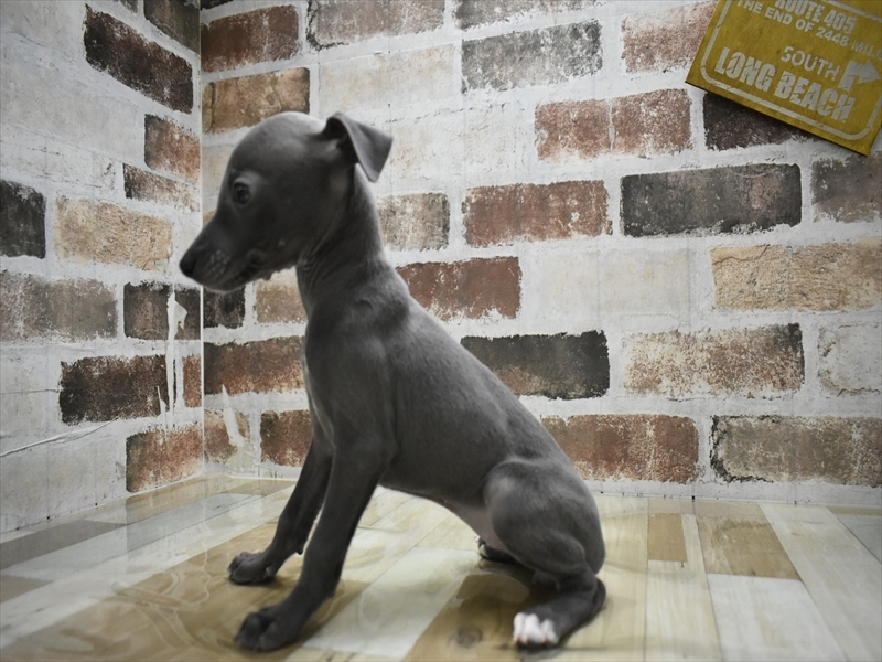 愛知県のイタリアングレーハウンド (ワンラブ名古屋守山インター総本店/2025年10月21日生まれ/女の子/ブルーホワイト)の子犬の3枚目の画像