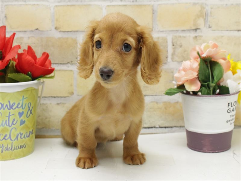 福岡県のミニチュアダックスフンド(ロング) (ワンラブ福岡総本店/2025年10月21日生まれ/女の子/レッド)の子犬の3枚目の画像