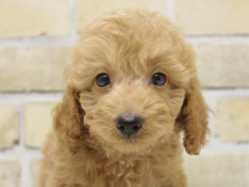 福岡県のダップー(ダックス×プードル) (ワンラブ福岡総本店/2025年10月21日生まれ/男の子/レッド)の子犬の1枚目の画像