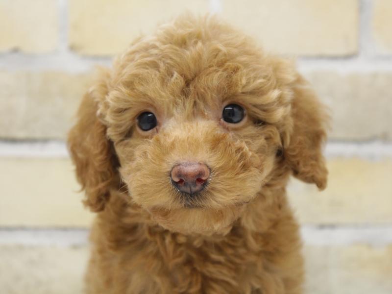 福岡県のダップー(ダックス×プードル) (ワンラブ福岡総本店/2025年10月21日生まれ/女の子/レッド)の子犬の1枚目の画像