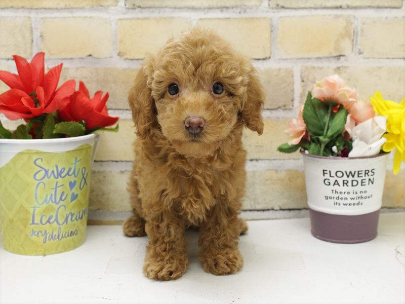 福岡県のダップー(ダックス×プードル) (ワンラブ福岡総本店/2025年10月21日生まれ/女の子/レッド)の子犬の3枚目の画像