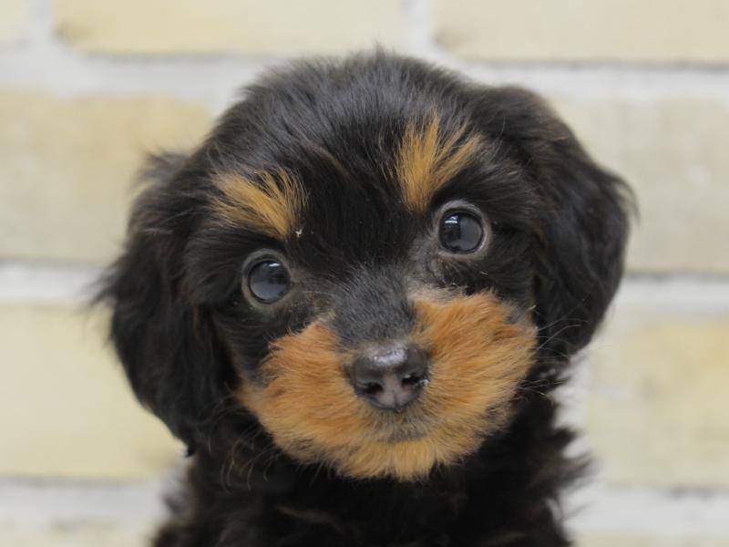 福岡県のダップー(ダックス×プードル) (ワンラブ福岡総本店/2025年10月21日生まれ/女の子/ブラックタン)の子犬の1枚目の画像