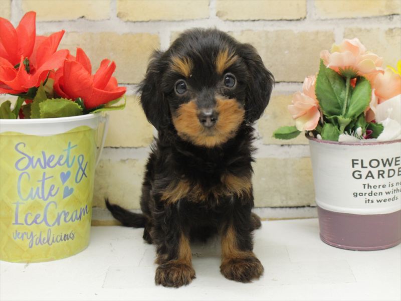 福岡県のダップー(ダックス×プードル) (ワンラブ福岡総本店/2025年10月21日生まれ/女の子/ブラックタン)の子犬の3枚目の画像