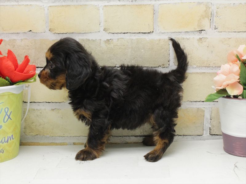 福岡県のダップー(ダックス×プードル) (ワンラブ福岡総本店/2025年10月21日生まれ/女の子/ブラックタン)の子犬の2枚目の画像