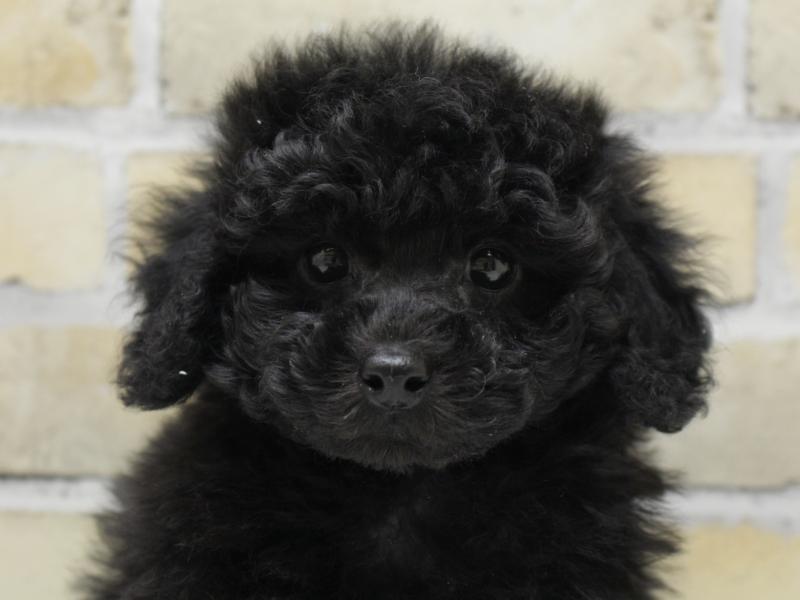 福岡県のトイプードル(トイ) (ワンラブ福岡総本店/2025年10月20日生まれ/男の子/ブラック)の子犬の1枚目の画像