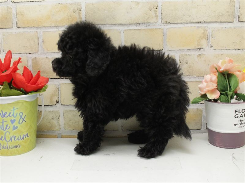 福岡県のトイプードル(トイ) (ワンラブ福岡総本店/2025年10月20日生まれ/男の子/ブラック)の子犬の2枚目の画像