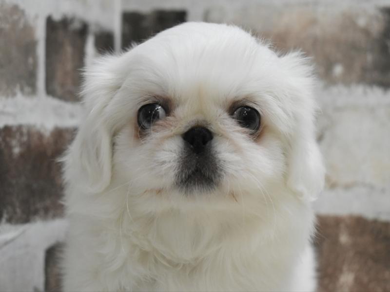 岐阜県のペキニーズ (ワンラブイオンモール土岐店/2025年10月22日生まれ/男の子/ホワイト)の子犬の1枚目の画像