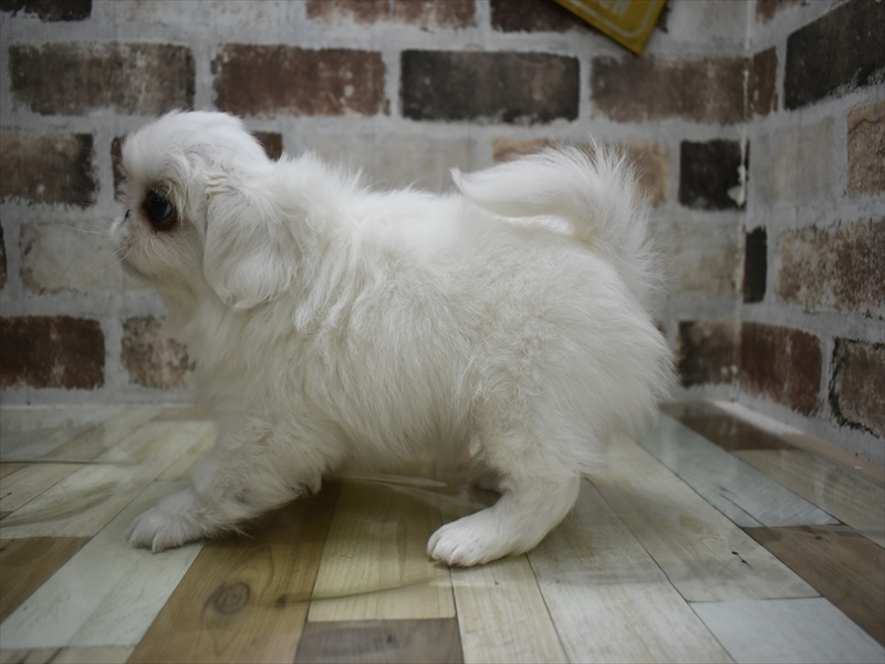 岐阜県のペキニーズ (ワンラブイオンモール土岐店/2025年10月22日生まれ/男の子/ホワイト)の子犬の3枚目の画像