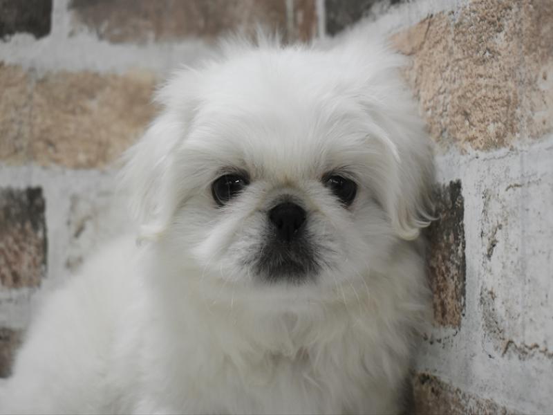 大阪府のペキニーズ (ワンラブららぽーと堺店/2025年10月22日生まれ/男の子/ホワイト)の子犬