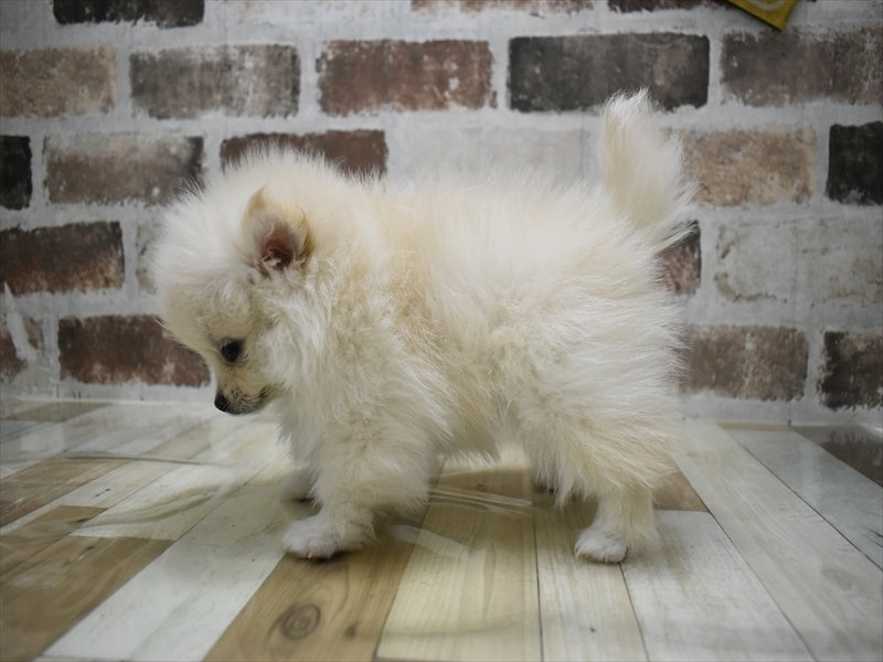 愛知県のポメラニアン (ワンラブイオンモール常滑店/2025年10月22日生まれ/女の子/クリーム)の子犬の3枚目の画像