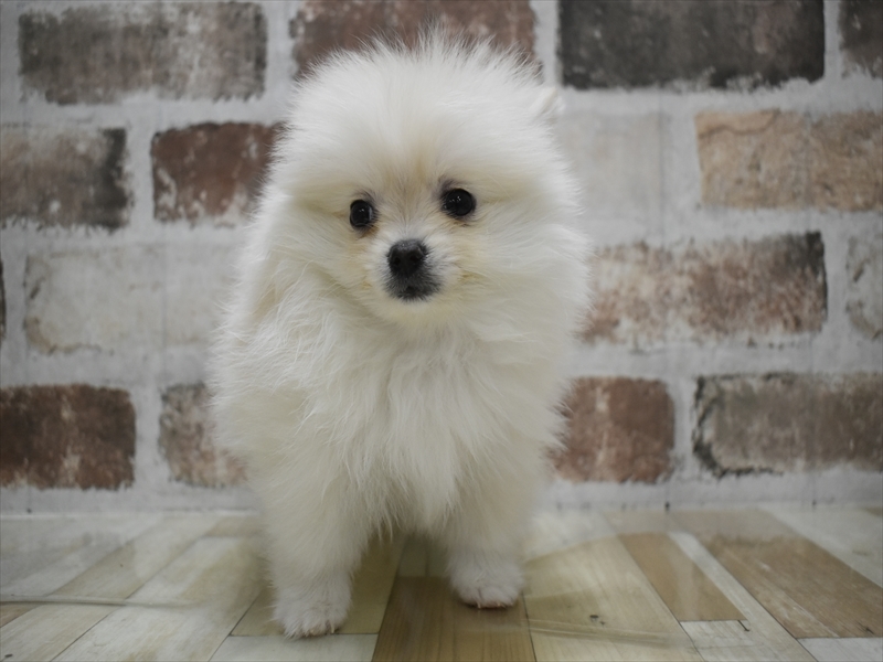 愛知県のポメラニアン (ワンラブイオンモール常滑店/2025年10月22日生まれ/女の子/クリーム)の子犬の2枚目の画像