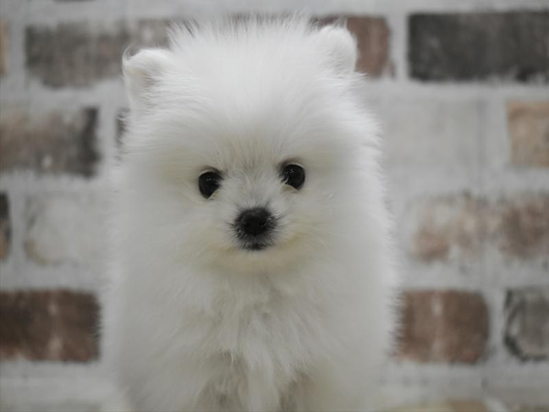 愛知県のポメラニアン (ワンラブららぽーと安城店/2025年10月22日生まれ/女の子/ホワイト)の子犬