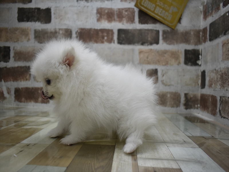 愛知県のポメラニアン (ワンラブららぽーと安城店/2025年10月22日生まれ/女の子/ホワイト)の子犬の3枚目の画像