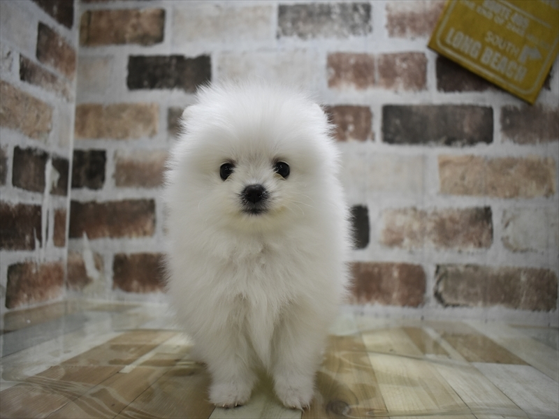 愛知県のポメラニアン (ワンラブららぽーと安城店/2025年10月22日生まれ/女の子/ホワイト)の子犬の2枚目の画像