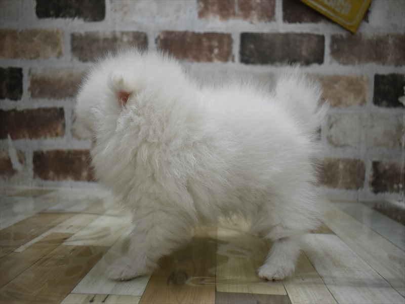 静岡県のポメラニアン (ワンラブららぽーと沼津店/2025年10月22日生まれ/男の子/クリーム)の子犬の3枚目の画像