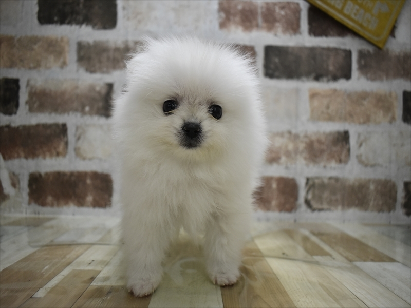 静岡県のポメラニアン (ワンラブららぽーと沼津店/2025年10月22日生まれ/男の子/クリーム)の子犬の2枚目の画像