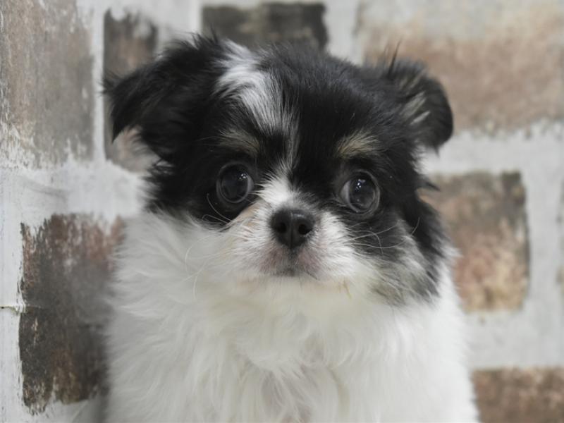 長野県のチワワ(ロング) (ワンラブアリオ上田店/2025年10月23日生まれ/男の子/ホワイトブラックタン)の子犬の1枚目の画像