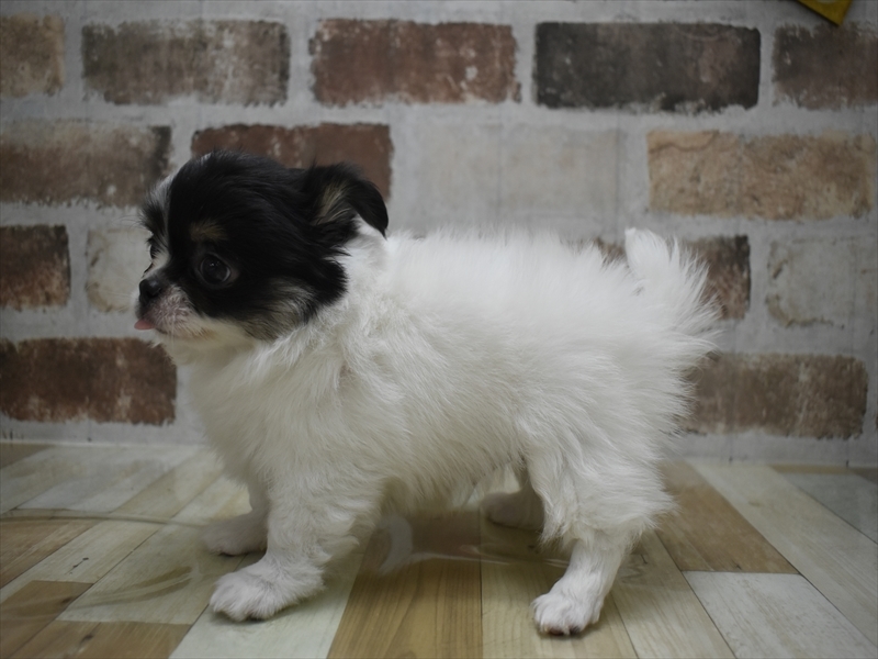 長野県のチワワ(ロング) (ワンラブアリオ上田店/2025年10月23日生まれ/男の子/ホワイトブラックタン)の子犬の3枚目の画像