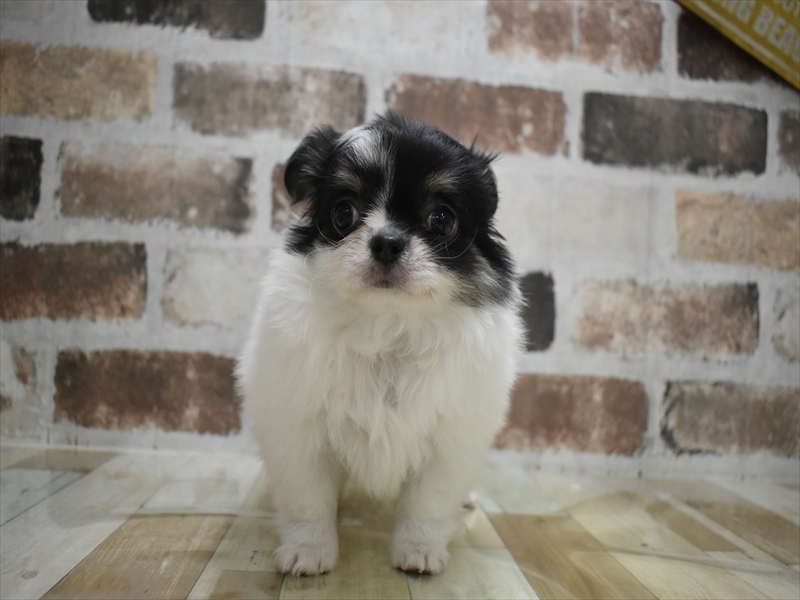 長野県のチワワ(ロング) (ワンラブアリオ上田店/2025年10月23日生まれ/男の子/ホワイトブラックタン)の子犬の2枚目の画像