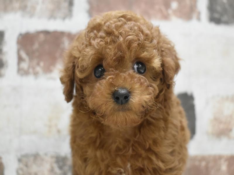 大阪府のトイプードル(トイ) (ワンラブイオンモール日根野店/2025年10月23日生まれ/男の子/レッド)の子犬の1枚目の画像