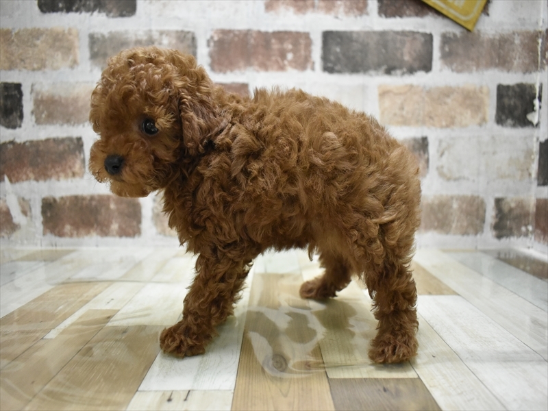 大阪府のトイプードル(トイ) (ワンラブイオンモール日根野店/2025年10月23日生まれ/男の子/レッド)の子犬の3枚目の画像