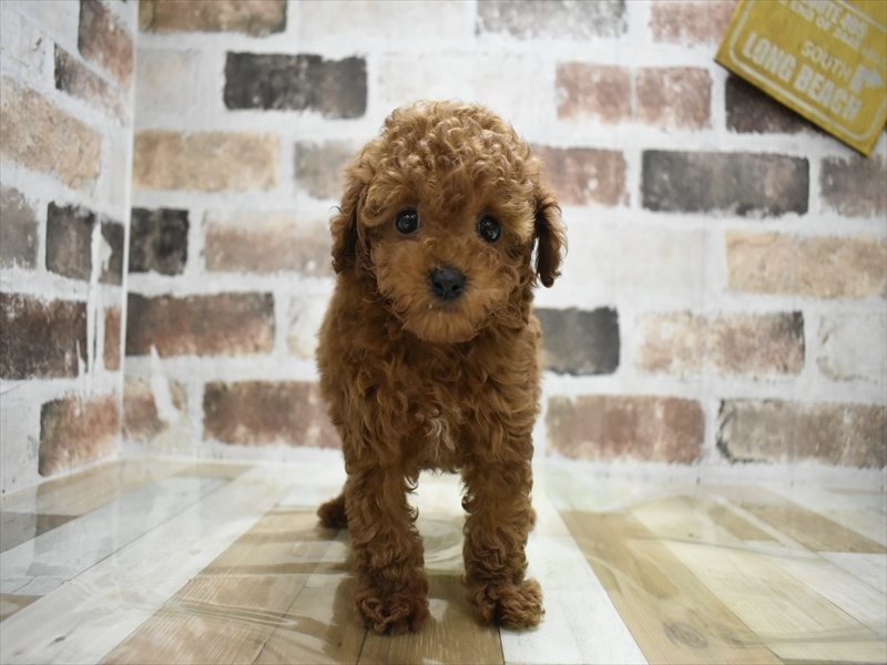 大阪府のトイプードル(トイ) (ワンラブイオンモール日根野店/2025年10月23日生まれ/男の子/レッド)の子犬の2枚目の画像