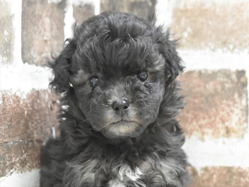 愛知県のペキプー(ペキニーズ×プードル) (ワンラブNEW・イオンタウン名西店/2025年10月22日生まれ/男の子/シルバー)の子犬の1枚目の画像