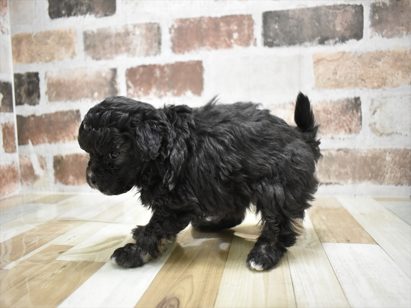 愛知県のペキプー(ペキニーズ×プードル) (ワンラブNEW・イオンタウン名西店/2025年10月22日生まれ/男の子/シルバー)の子犬の3枚目の画像