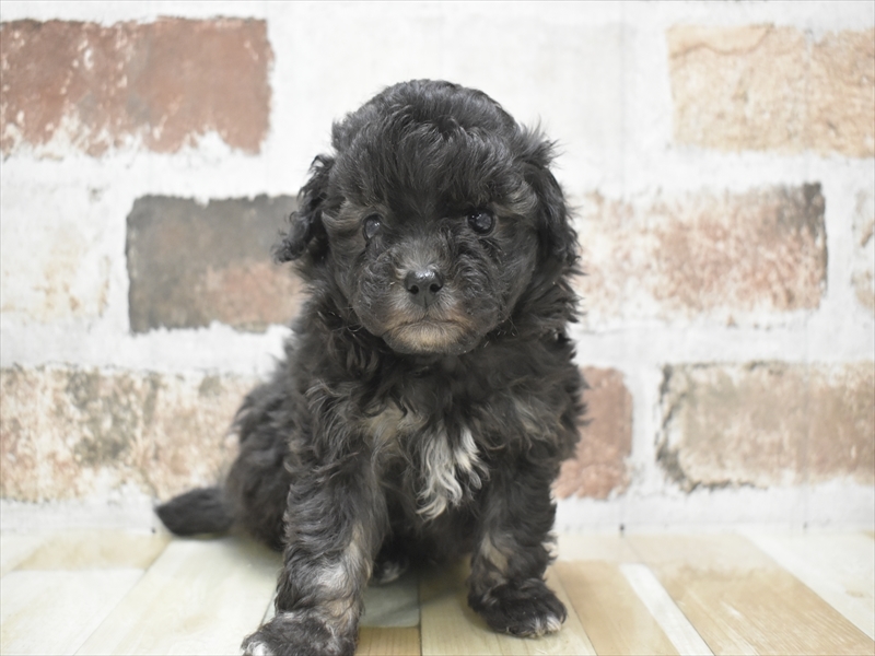 愛知県のペキプー(ペキニーズ×プードル) (ワンラブNEW・イオンタウン名西店/2025年10月22日生まれ/男の子/シルバー)の子犬の2枚目の画像