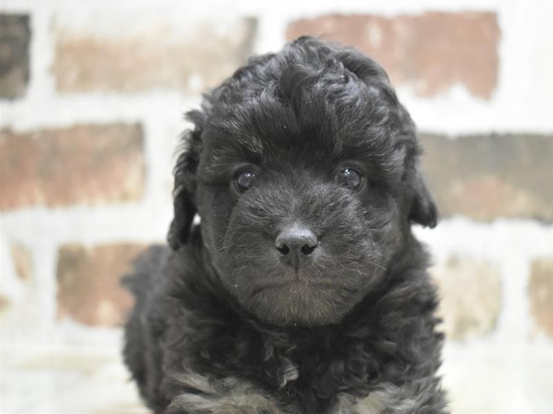 滋賀県のペキプー(ペキニーズ×プードル) (ワンラブイオンタウン彦根店/2025年10月22日生まれ/男の子/シルバー)の子犬の1枚目の画像