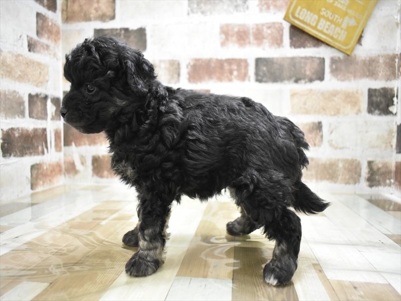 滋賀県のペキプー(ペキニーズ×プードル) (ワンラブイオンタウン彦根店/2025年10月22日生まれ/男の子/シルバー)の子犬の3枚目の画像