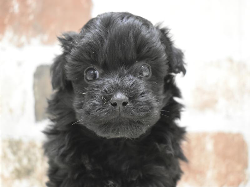 大阪府のペキプー(ペキニーズ×プードル) (ワンラブアクロスプラザ大東店/2025年10月22日生まれ/女の子/シルバー)の子犬の1枚目の画像