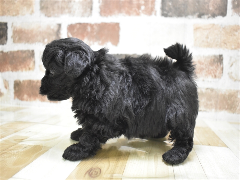 大阪府のペキプー(ペキニーズ×プードル) (ワンラブアクロスプラザ大東店/2025年10月22日生まれ/女の子/シルバー)の子犬の3枚目の画像