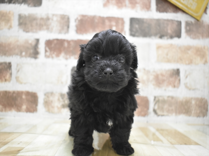 大阪府のペキプー(ペキニーズ×プードル) (ワンラブアクロスプラザ大東店/2025年10月22日生まれ/女の子/シルバー)の子犬の2枚目の画像