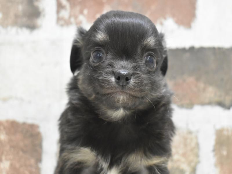愛知県のチワワ(ロング) (ワンラブららぽーと安城店/2025年10月22日生まれ/男の子/ブラックタン)の子犬