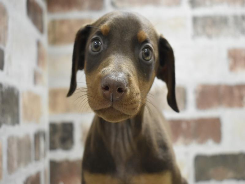 大阪府のドーベルマン (ワンラブおっきなもふもふ大阪総本店(FC)/2025年10月22日生まれ/女の子/チョコレートタン)の子犬の1枚目の画像