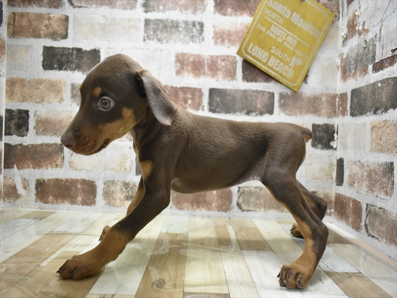 大阪府のドーベルマン (ワンラブおっきなもふもふ大阪総本店(FC)/2025年10月22日生まれ/女の子/チョコレートタン)の子犬の3枚目の画像