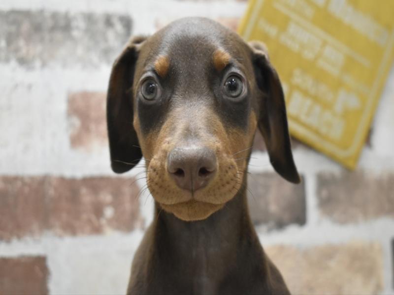 岐阜県のドーベルマン (ワンラブおっきなもふもふ岐阜総本店(FC)/2025年10月22日生まれ/男の子/チョコレートタン)の子犬の1枚目の画像