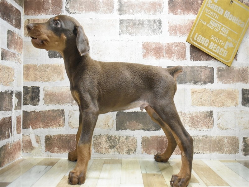 岐阜県のドーベルマン (ワンラブおっきなもふもふ岐阜総本店(FC)/2025年10月22日生まれ/男の子/チョコレートタン)の子犬の3枚目の画像