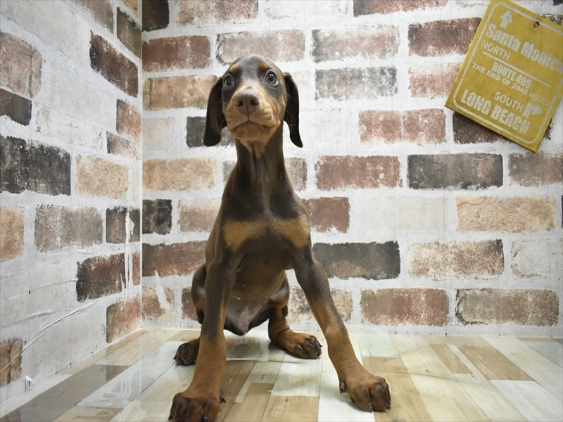 岐阜県のドーベルマン (ワンラブおっきなもふもふ岐阜総本店(FC)/2025年10月22日生まれ/男の子/チョコレートタン)の子犬の2枚目の画像