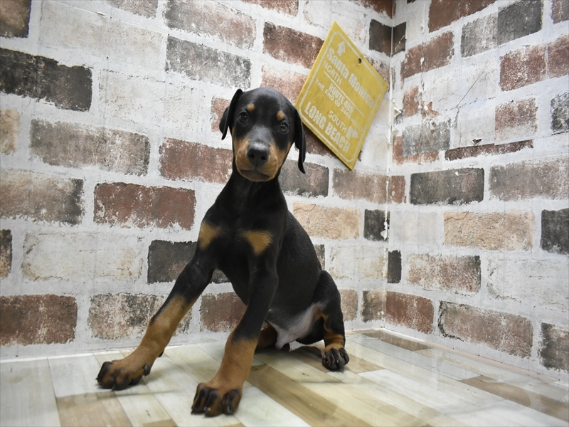 愛知県のドーベルマン (ワンラブペッツビレッジ アピタ刈谷店(FC)/2025年10月22日生まれ/男の子/ブラックタン)の子犬の2枚目の画像
