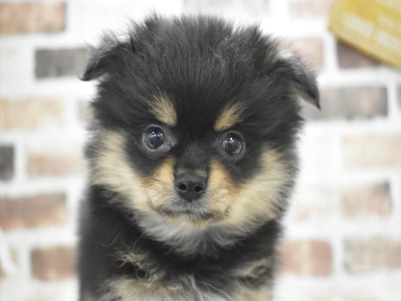 大阪府のポメチワ/チワポメ/ポメチー(ポメラニアン×チワワ) (ワンラブイズミヤ八尾店/2025年10月23日生まれ/男の子/ブラックタン)の子犬の1枚目の画像