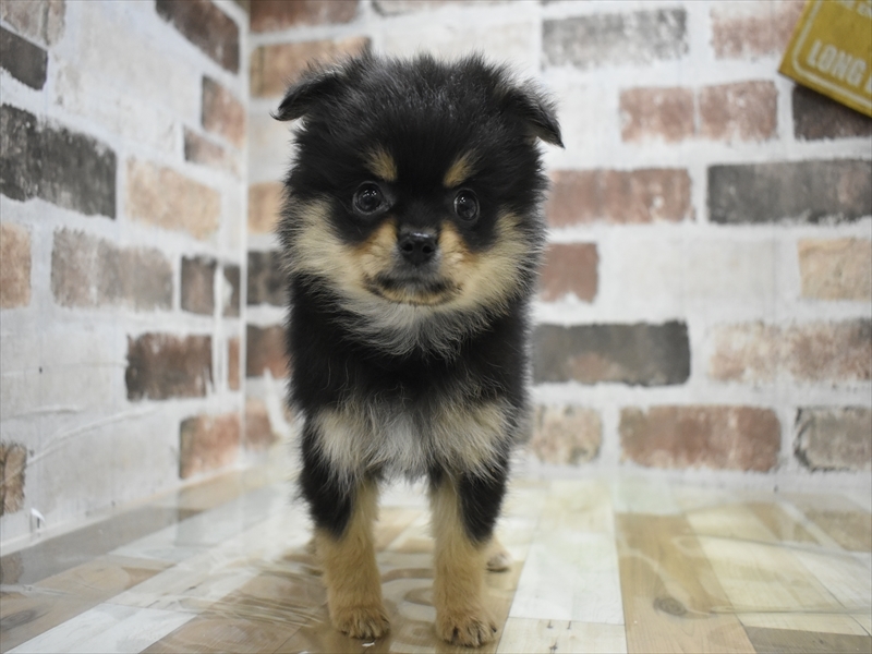 大阪府のポメチワ/チワポメ/ポメチー(ポメラニアン×チワワ) (ワンラブイズミヤ八尾店/2025年10月23日生まれ/男の子/ブラックタン)の子犬の2枚目の画像