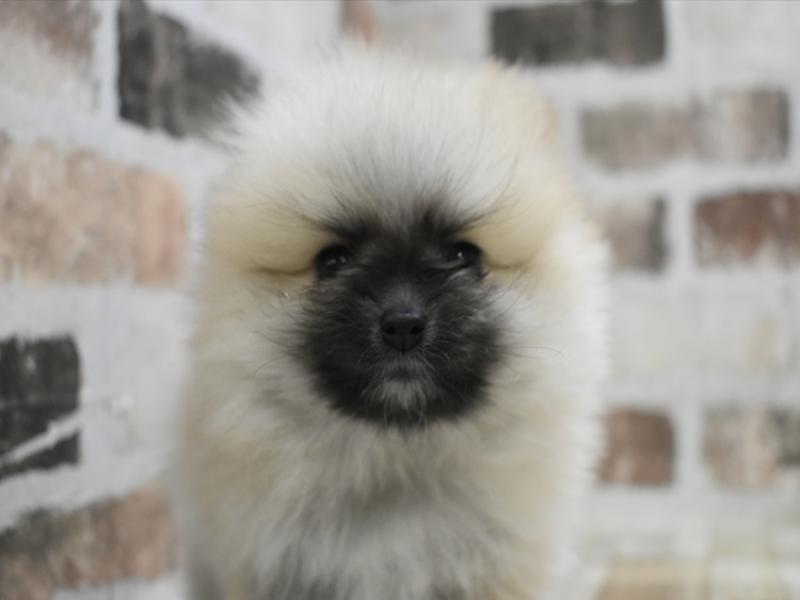 愛知県のポメラニアン (ワンラブホームセンターバロー小牧岩崎店/2025年10月23日生まれ/男の子/ウルフセーブル)の子犬の1枚目の画像