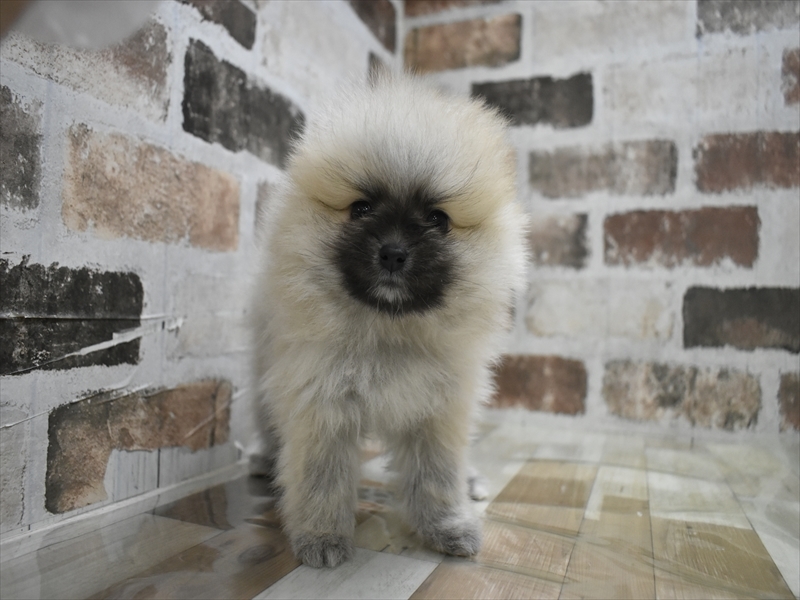 愛知県のポメラニアン (ワンラブホームセンターバロー小牧岩崎店/2025年10月23日生まれ/男の子/ウルフセーブル)の子犬の2枚目の画像