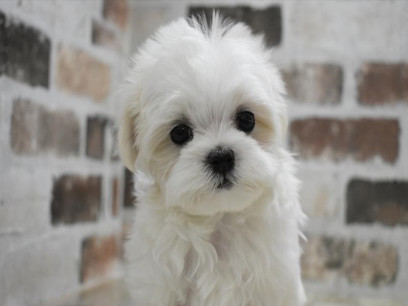 岐阜県のマルチーズ (ワンラブイオンモール土岐店/2025年10月20日生まれ/女の子/ホワイト)の子犬の1枚目の画像