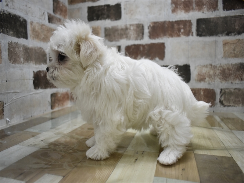 岐阜県のマルチーズ (ワンラブイオンモール土岐店/2025年10月20日生まれ/女の子/ホワイト)の子犬の3枚目の画像